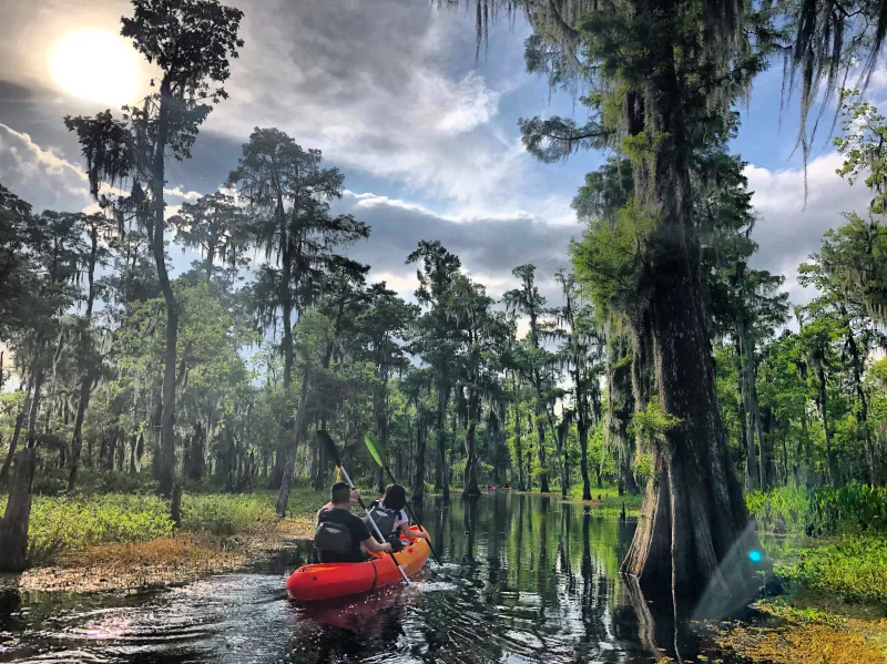 Swamp Kayaking Swamp Kayaking