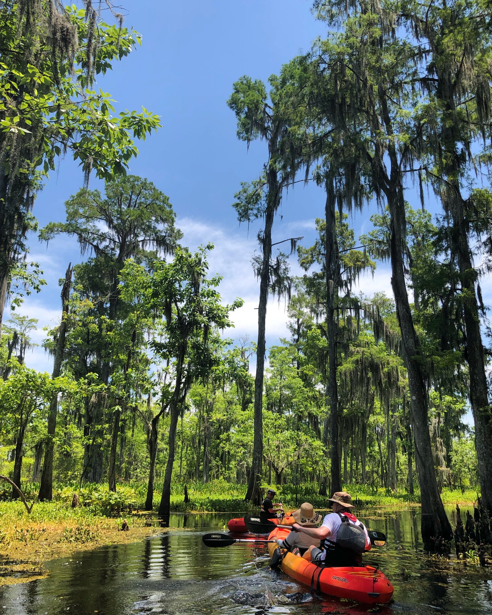 Kayakers paddling beneath soaring moss-draped cypress trees on a swamp tour