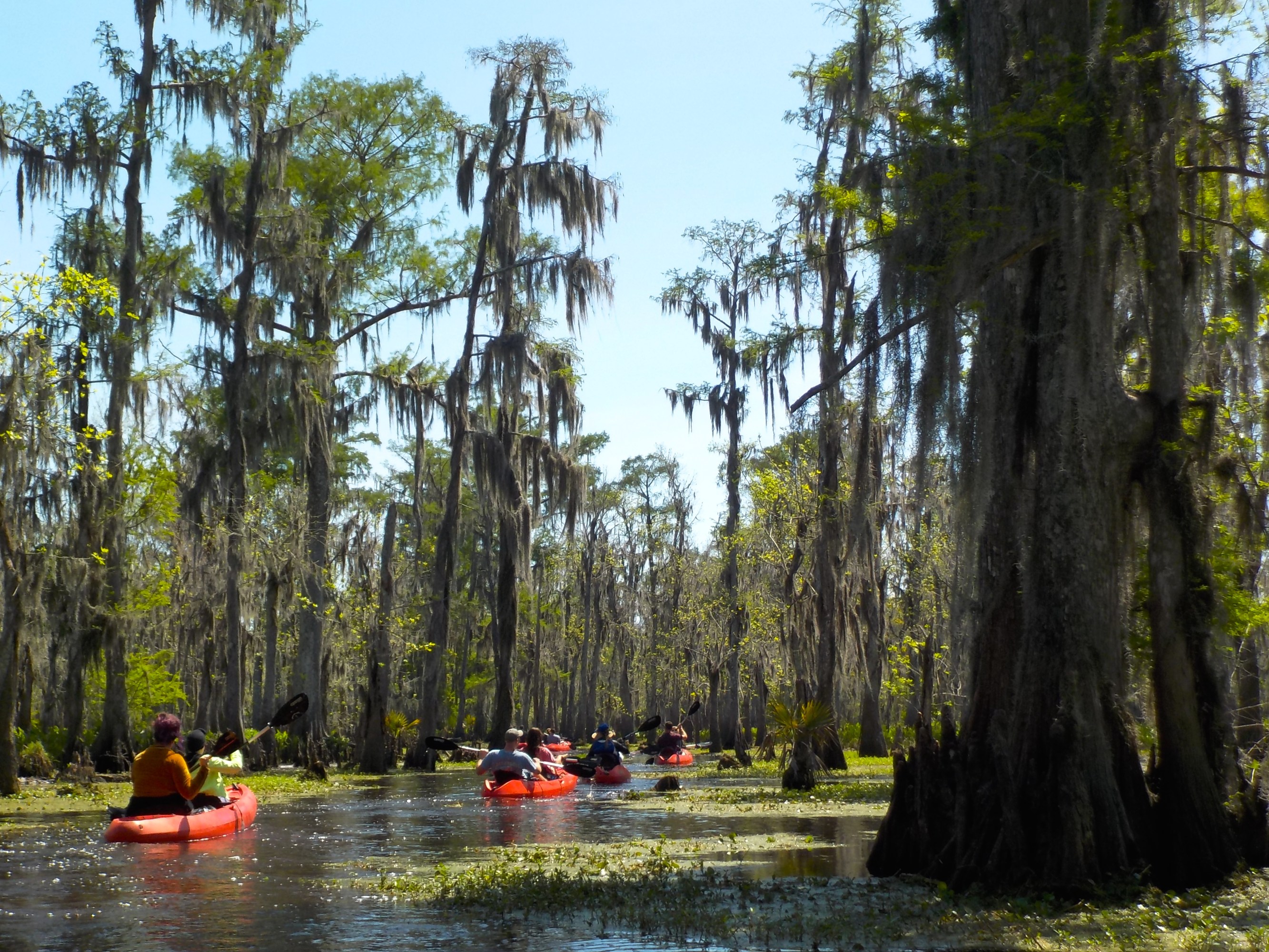 Group of kayakers paddling orange kayaks through moss-draped cypress on a Manchac swamp tour