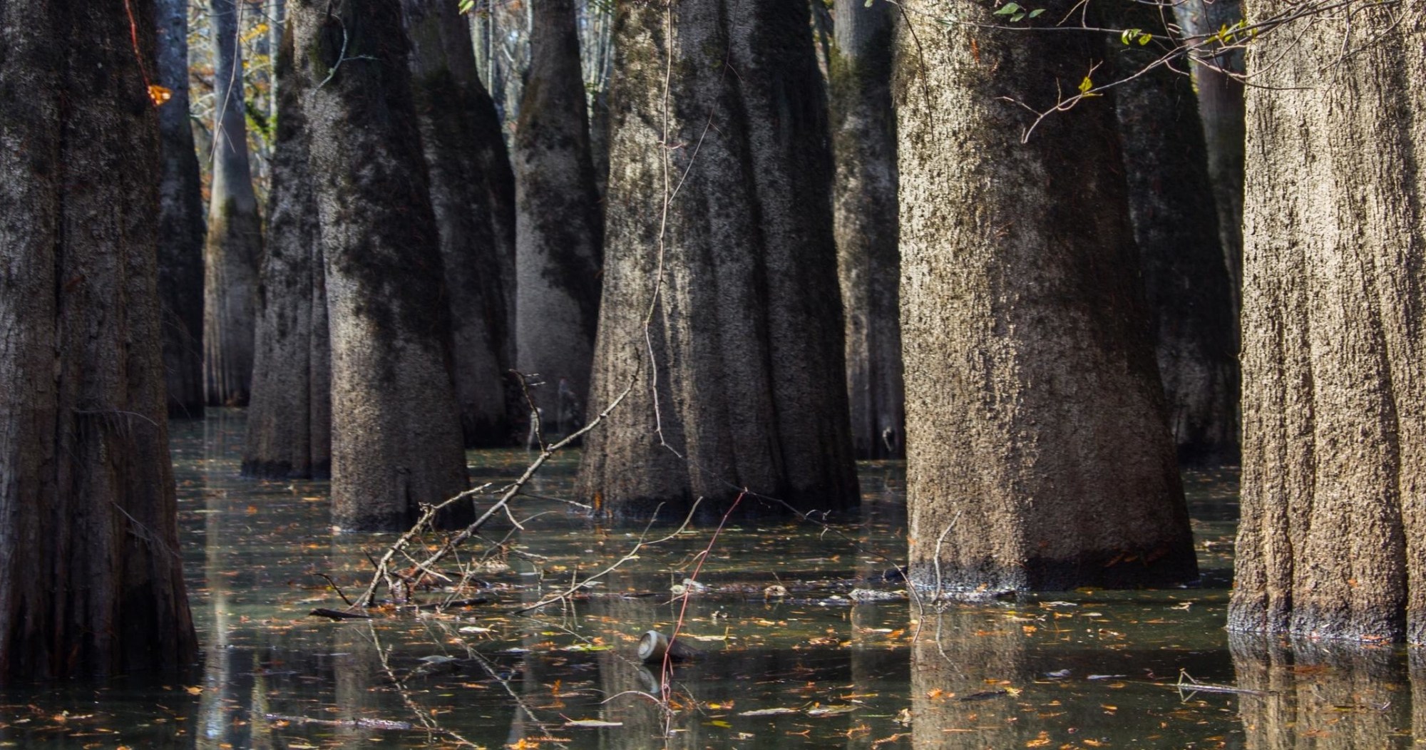 Cypress trunks rising from still, leaf-strewn black swamp water near New Orleans