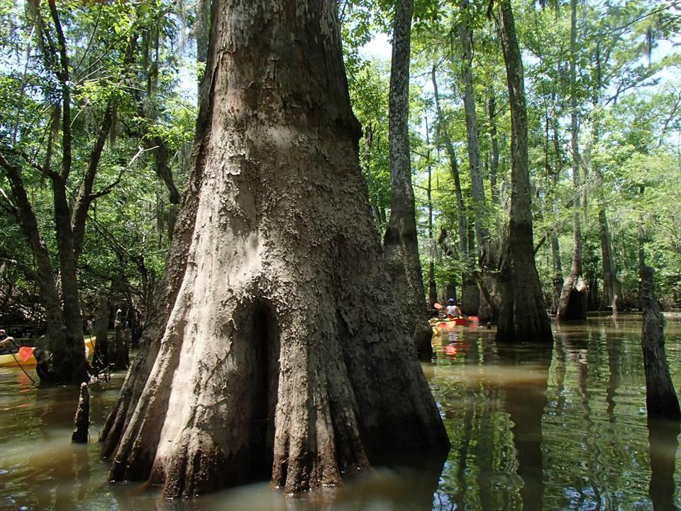 Towering old cypress trunk with kayakers paddling past on a Honey Island swamp tour