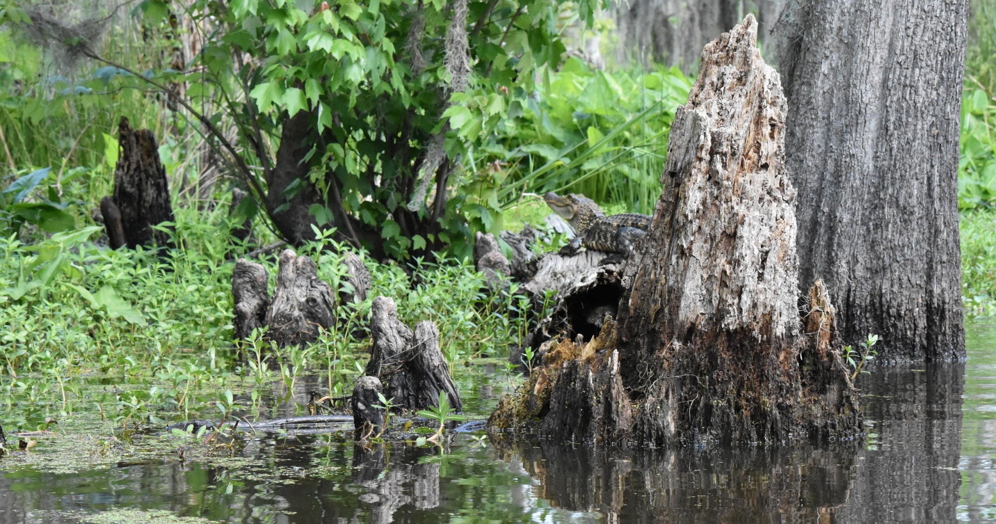 Alligator resting on a weathered cypress stump among the knees on the Manchac swamp