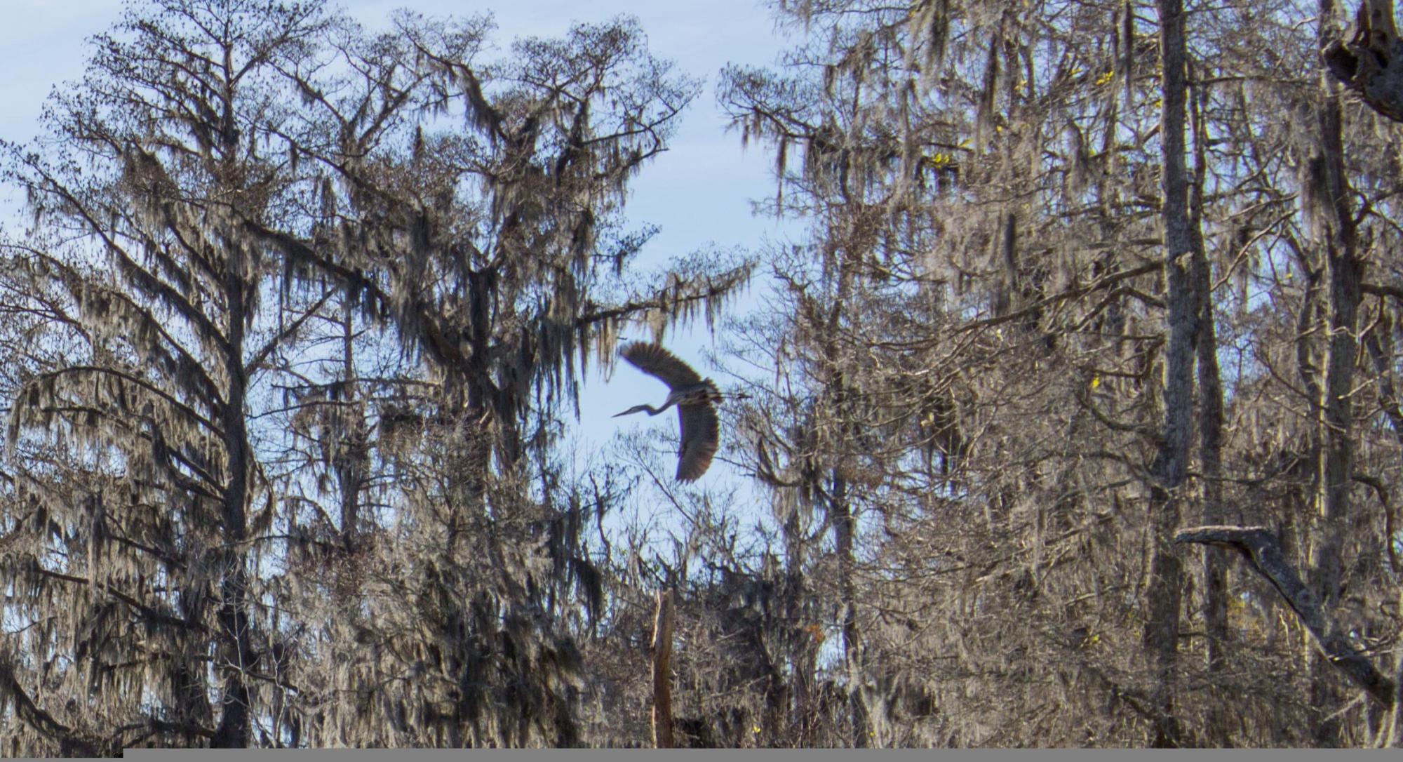 Great blue heron in flight among moss-draped cypress on a Manchac wildlife kayak tour