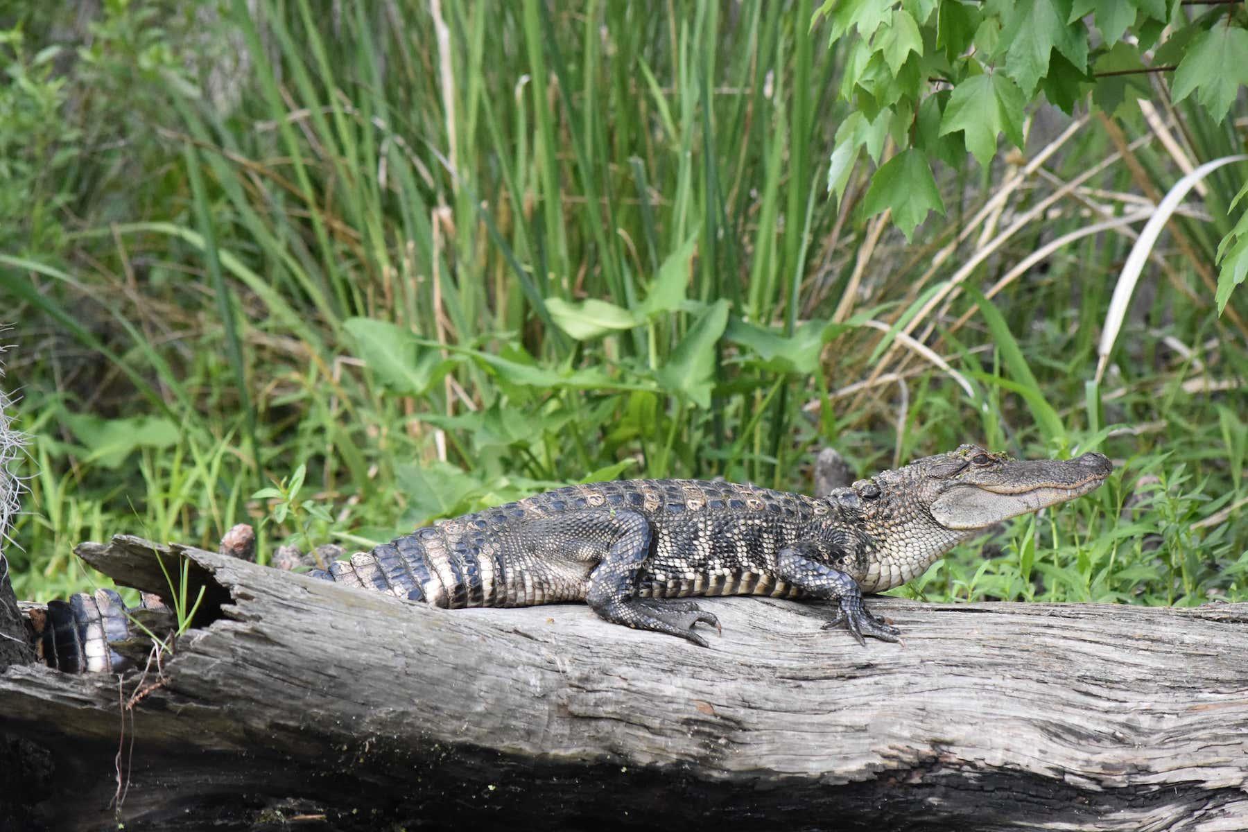 Alligator basking on a fallen log against green reeds on the Manchac swamp tour
