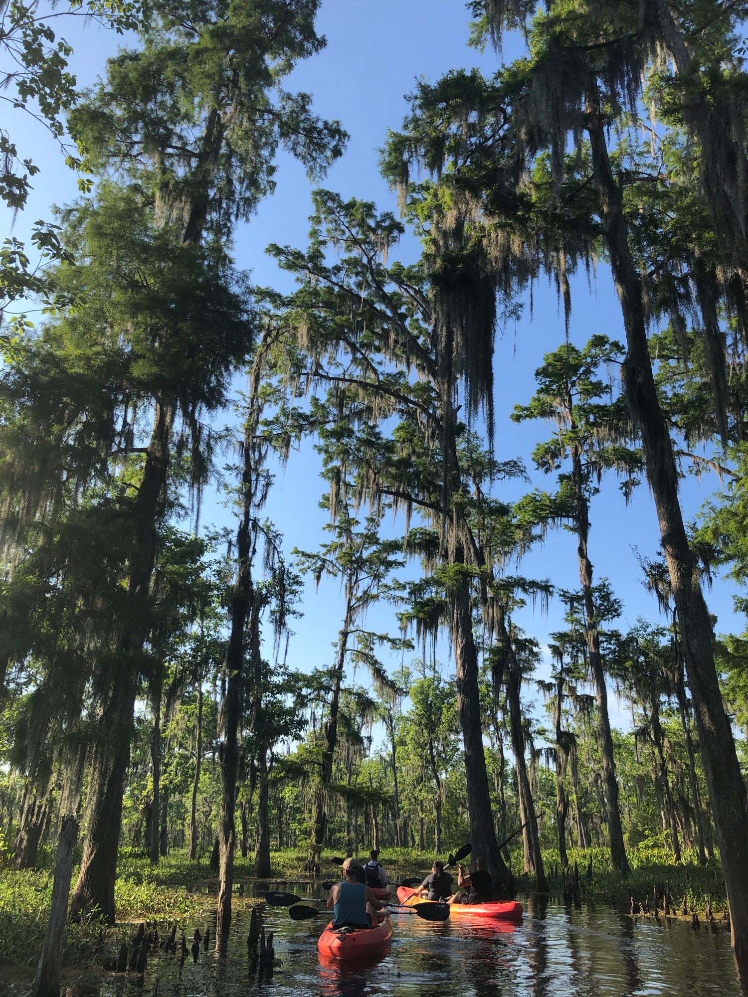 Kayakers paddling among towering cypress trees on a New Orleans swamp tour