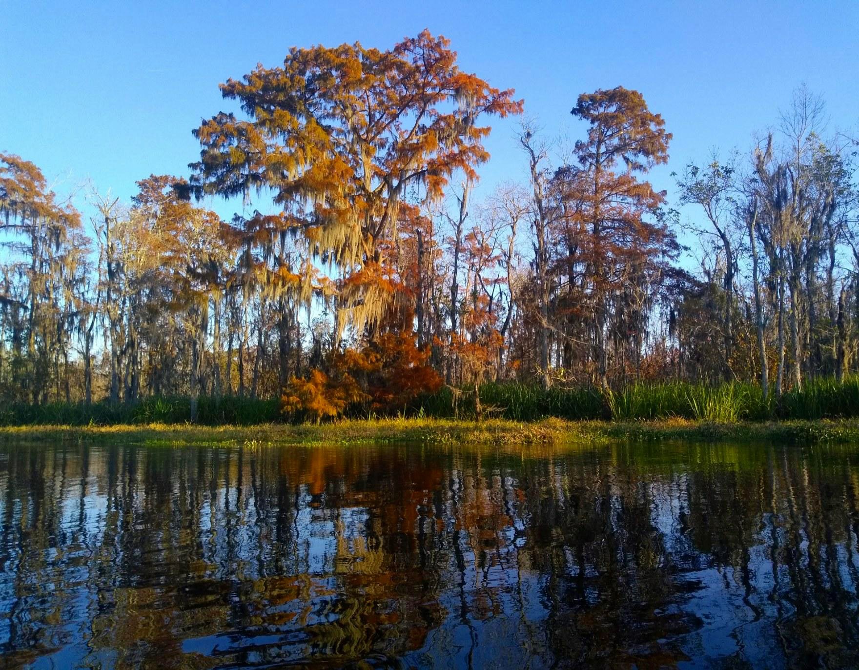 Golden autumn cypress trees reflected in calm swamp water under a clear blue sky