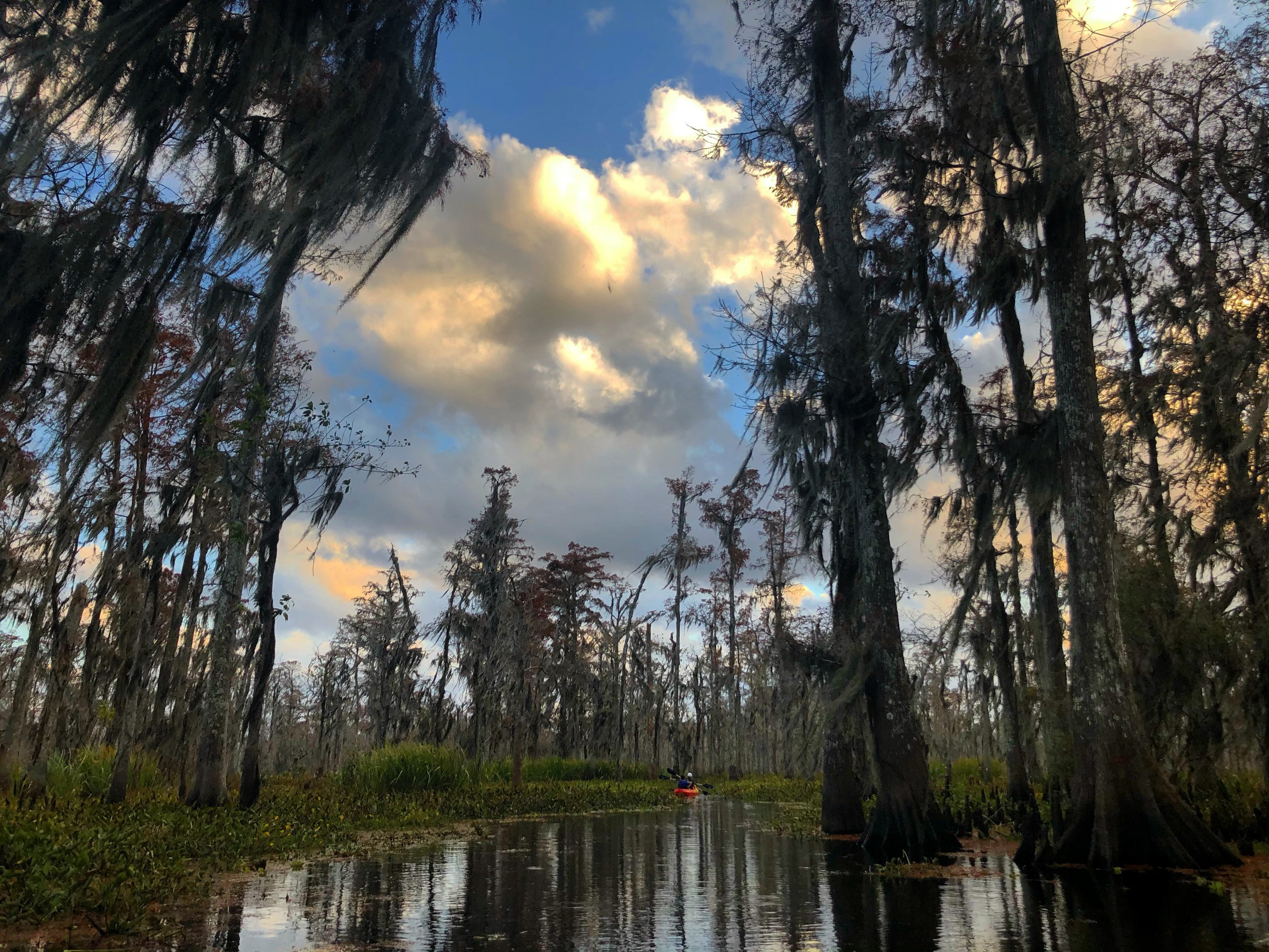 Moss-draped cypress trees mirrored in still swamp water under a cloudy Louisiana sky