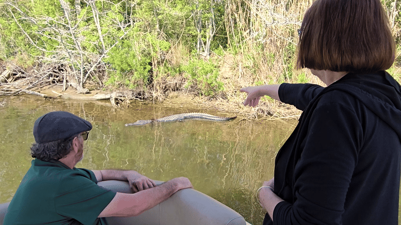 Swamp tour guests pointing at an alligator resting on the bayou bank near New Orleans