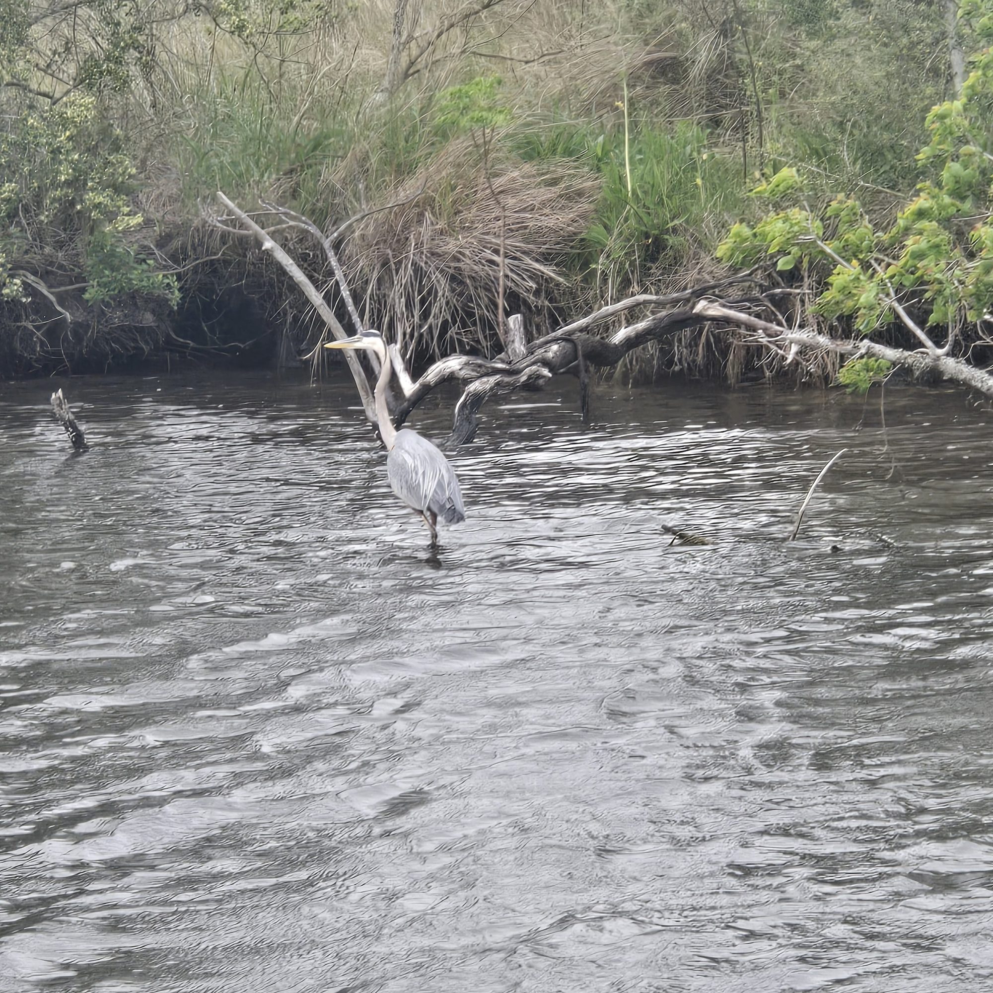 Great blue heron wading and stretching its wings in dark swamp water near New Orleans