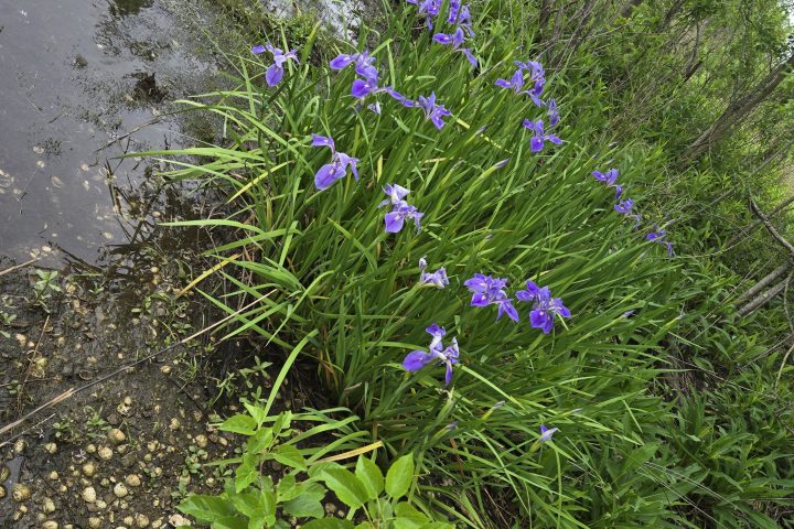 a large purple flower is in a garden