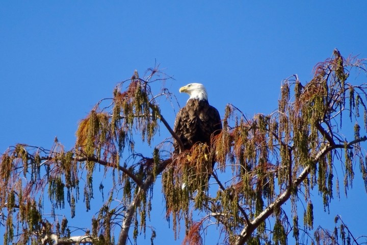 a bird perched on a tree branch