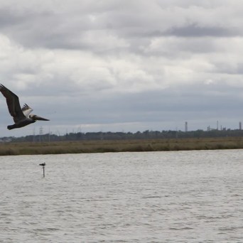 a bird flying over a body of water
