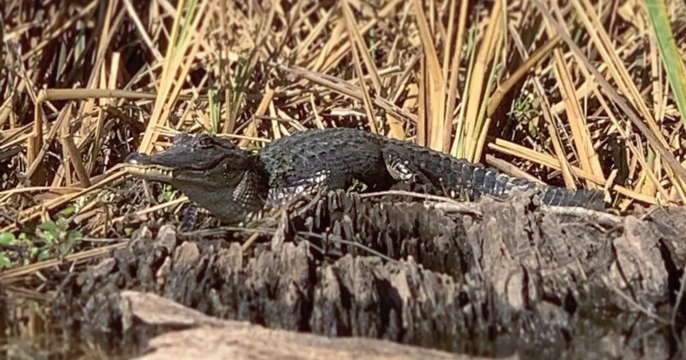 Young alligator basking on a log in marsh grass on a Louisiana bayou tour