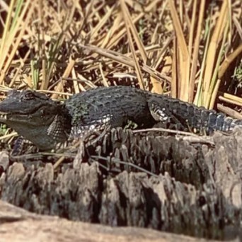 a bird sitting on a rock