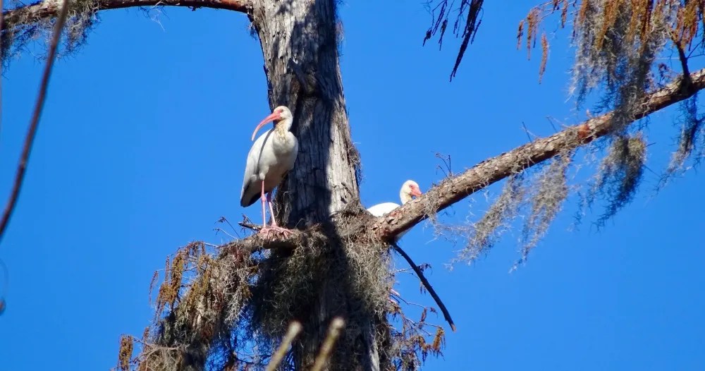 White ibises perched in a cypress tree draped with Spanish moss on a Louisiana swamp tour
