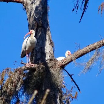 a bird perched on a tree branch